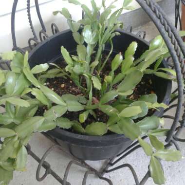 Christmas Cactus