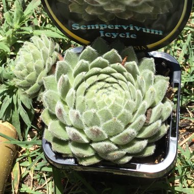 Sempervivum Icicle