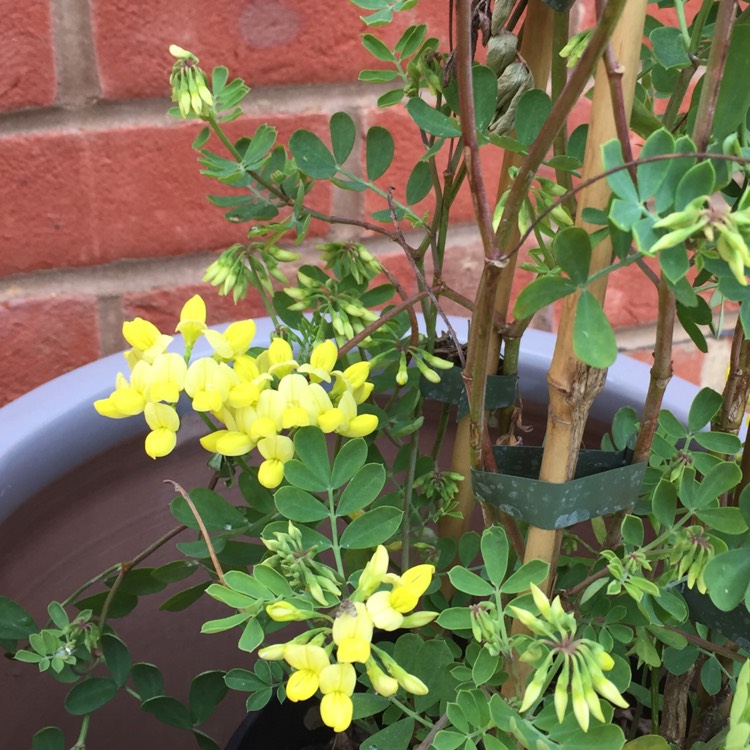 Plant image Coronilla valentina subsp. glauca 'Citrina' syn. Coronilla glauca 'Citrina', Coronilla valentina 'Citrina'