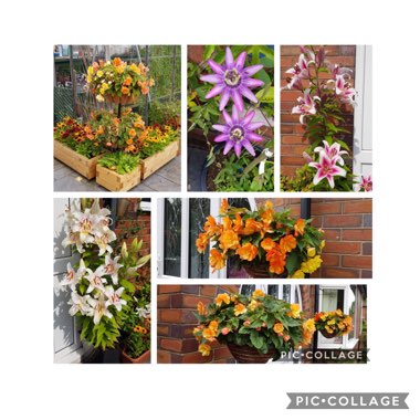 Liz's garden