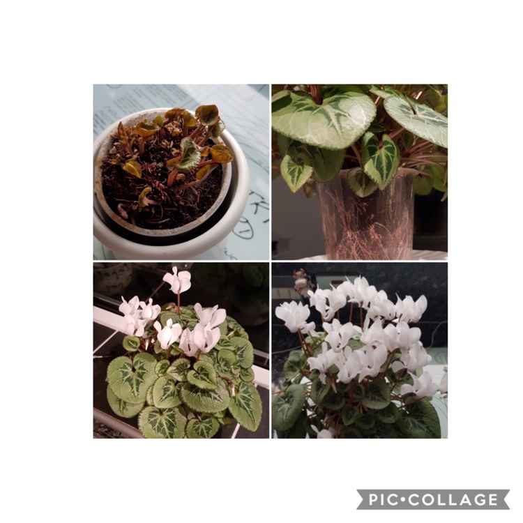 Plant image Cyclamen 'Halios Pure White' (Halios Series)