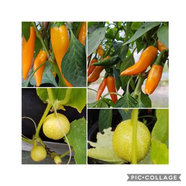 Liz's garden