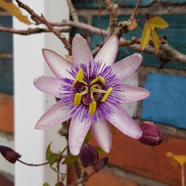 Liz's garden