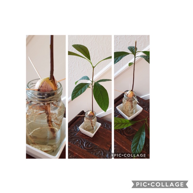 Plant image Persea americana  syn. Persea gratissima