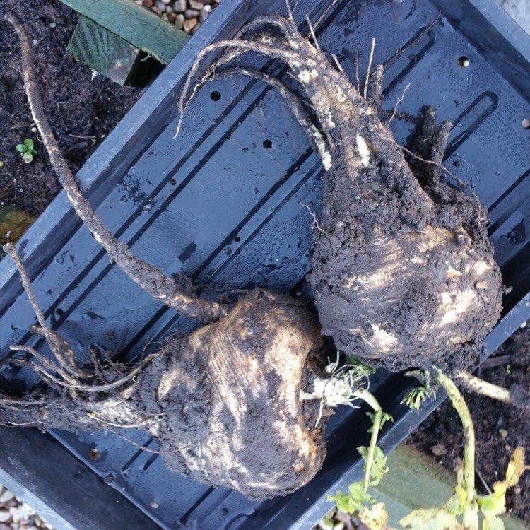 Plant image Pastinaca sativa 'Hollow Crown'