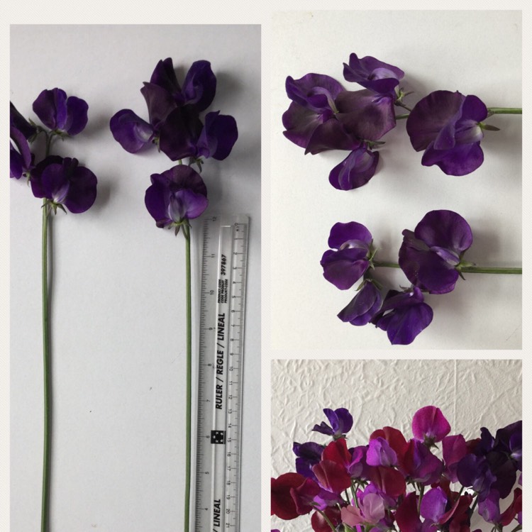 plant image 432896