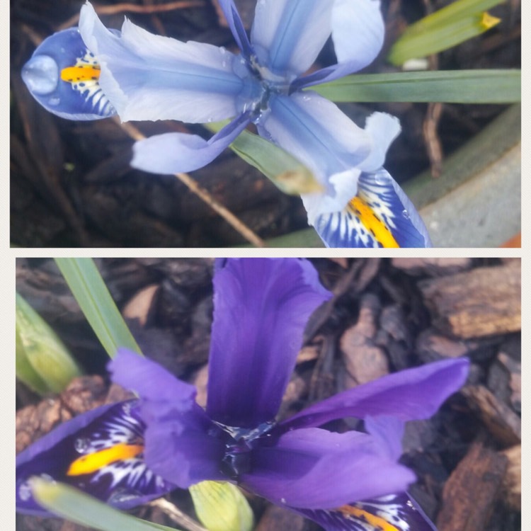 Plant image Iris x germanica 'Forever Blue'