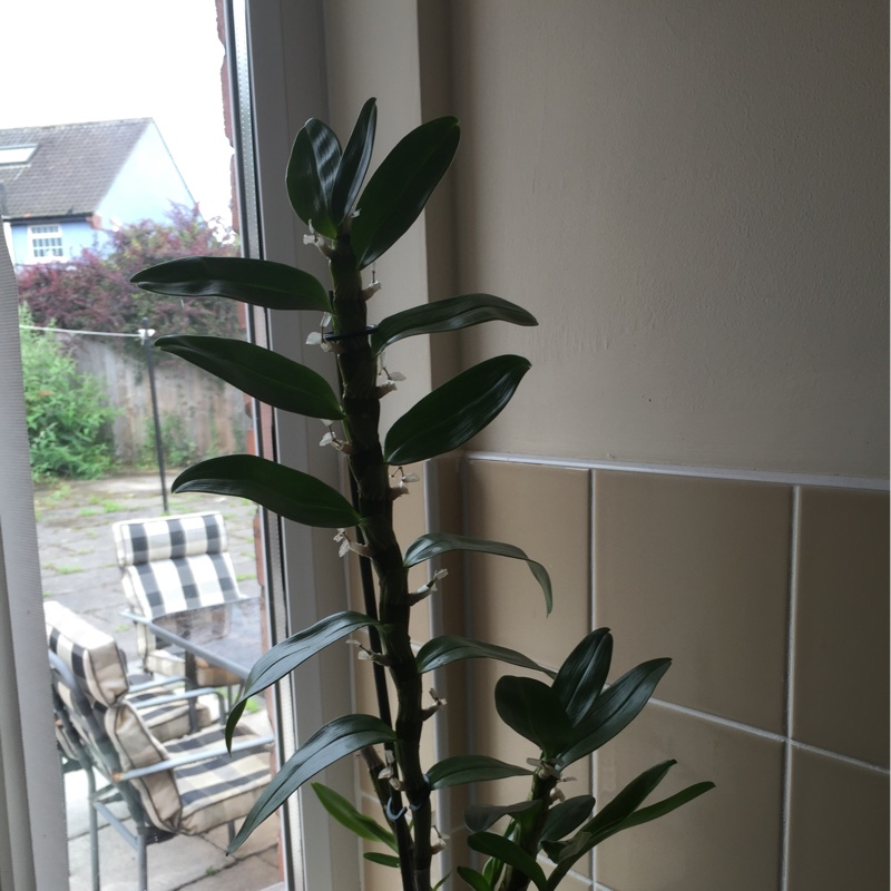 plant image 160622