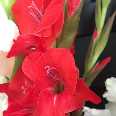 Gladioli