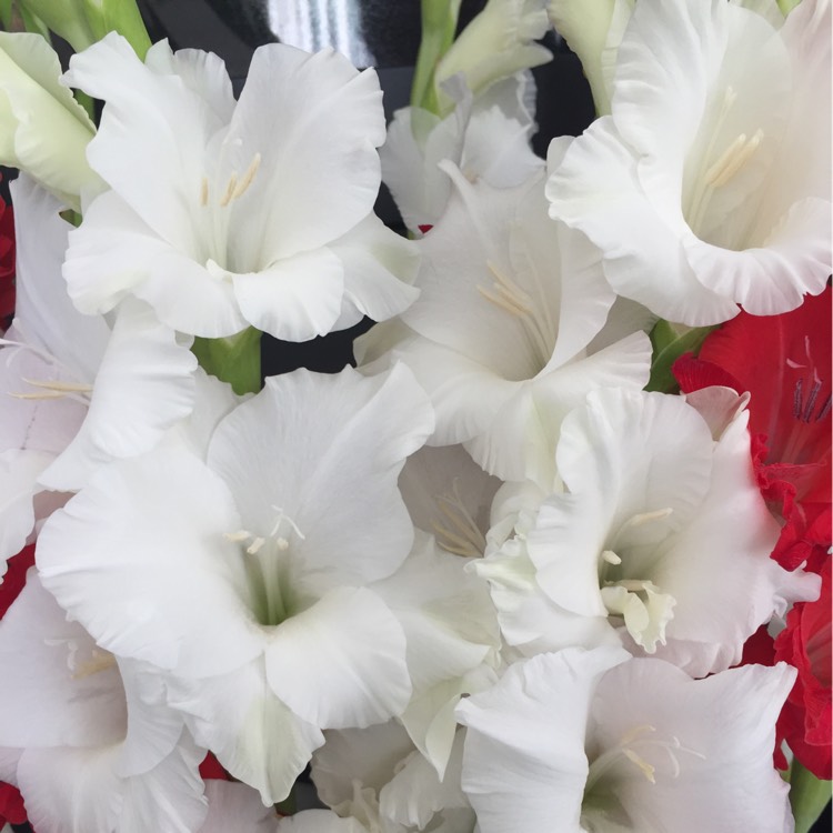 plant image 222532