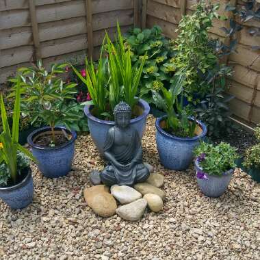 Elizabeth's garden