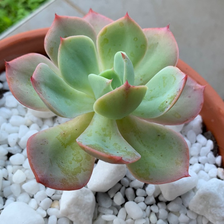 Plant image Echeveria Alpine Rose