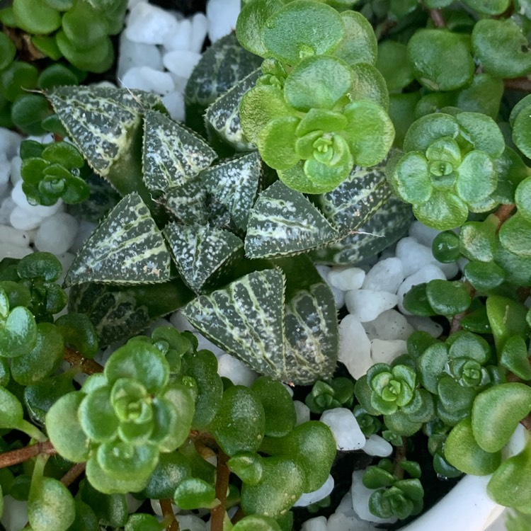 Plant image Haworthia emelyae 'Snow Scene'