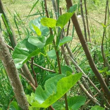 Ficus carica