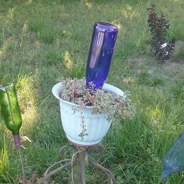 plant image 1049362