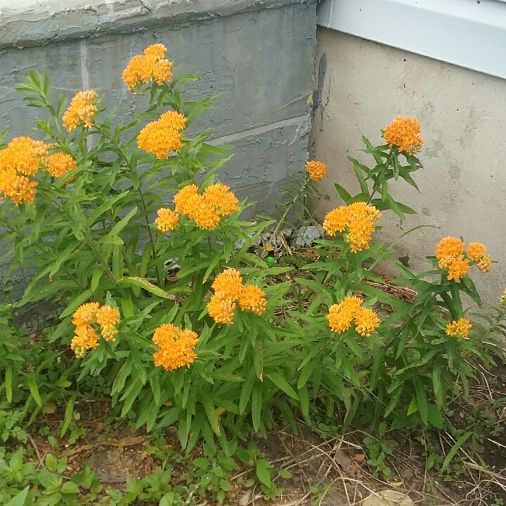 plant image 1068861 plant image 1068861