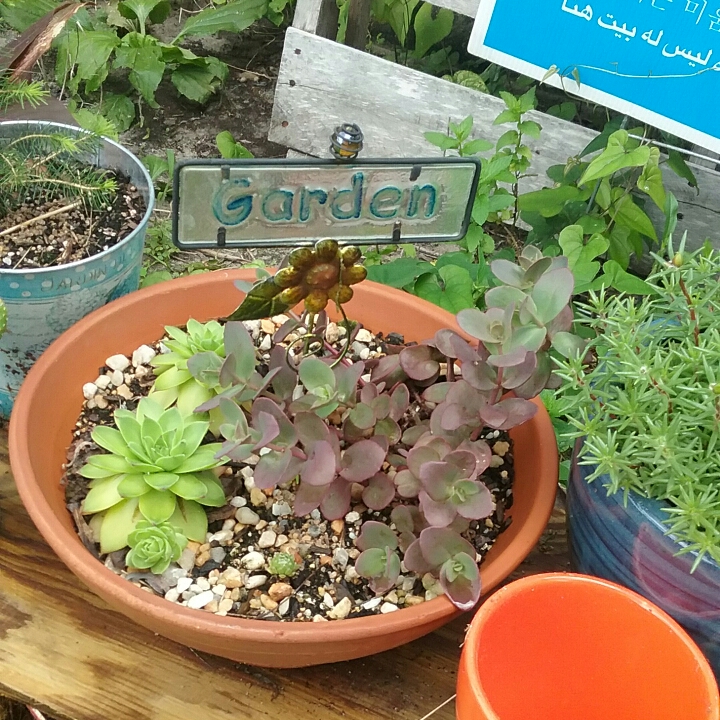 plant image 1077737 plant image 1077737