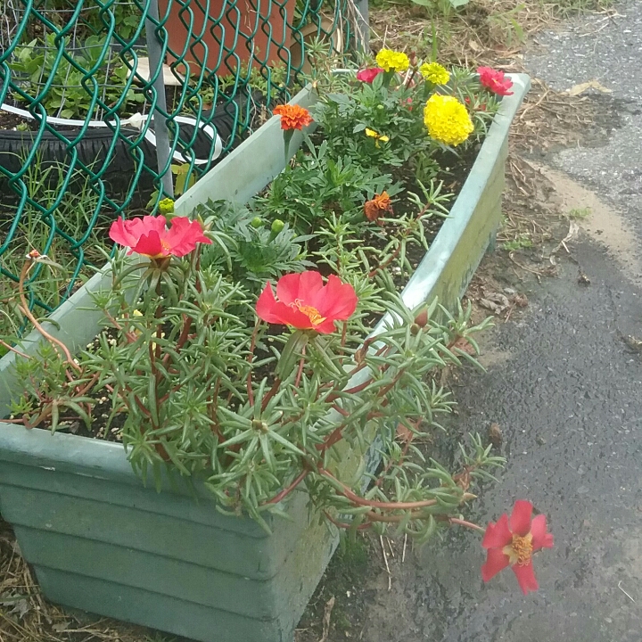 plant image 1084097 plant image 1084097