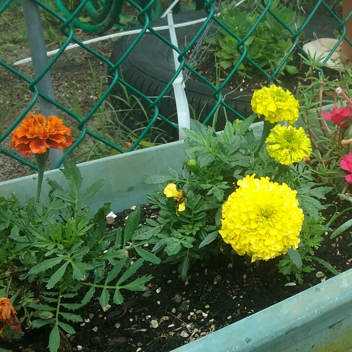 plant image 1084102