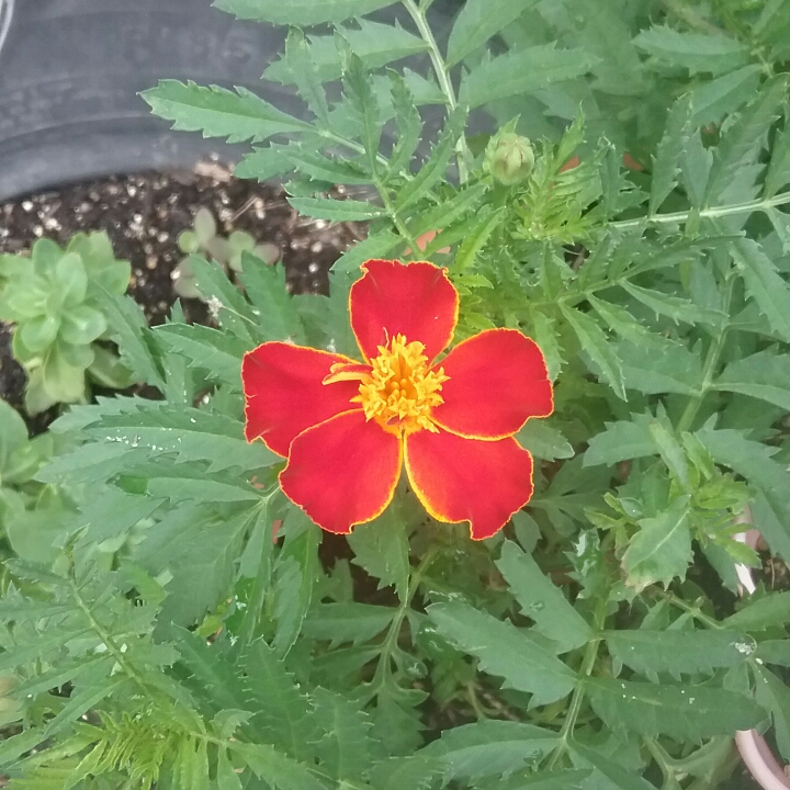 plant image 1084104