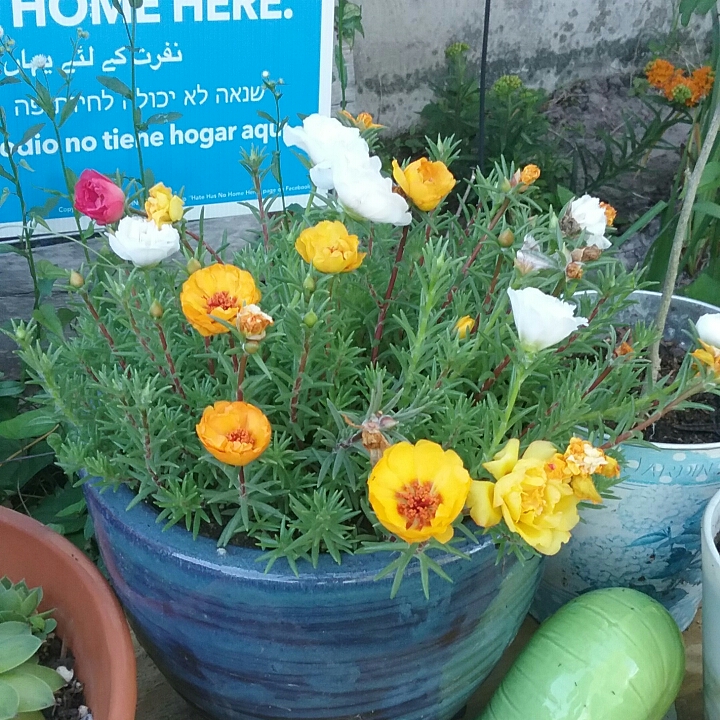 plant image 1093407 plant image 1093407