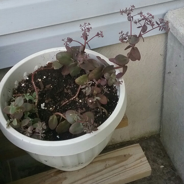 plant image 1133357 plant image 1133357