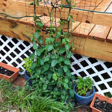 Lonicera sempervirens