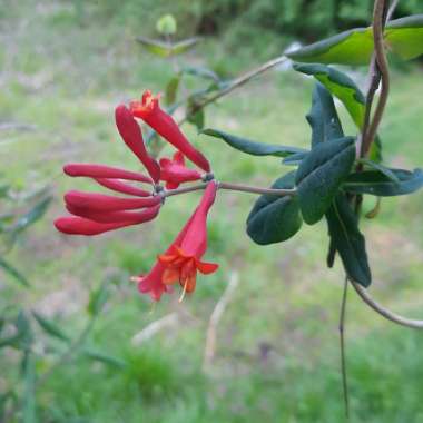 Lonicera sempervirens