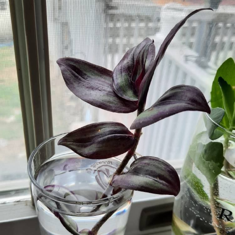 plant image 1665769 plant image 1665769