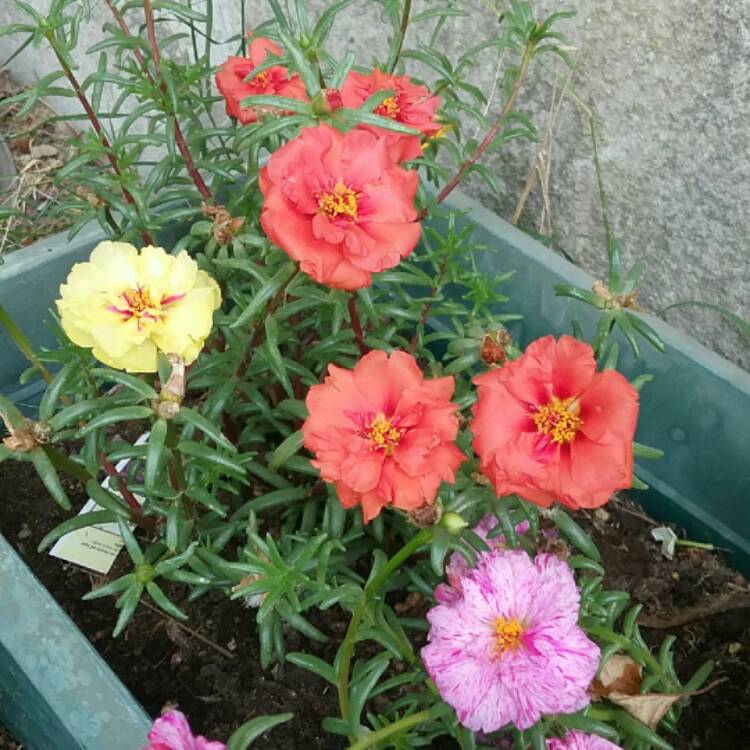plant image 476598 plant image 476598