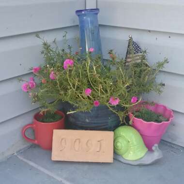 Portulaca grandiflora