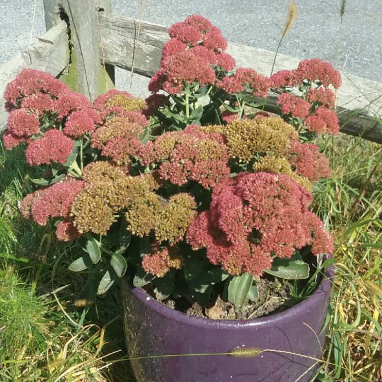 plant image 556103 plant image 556103