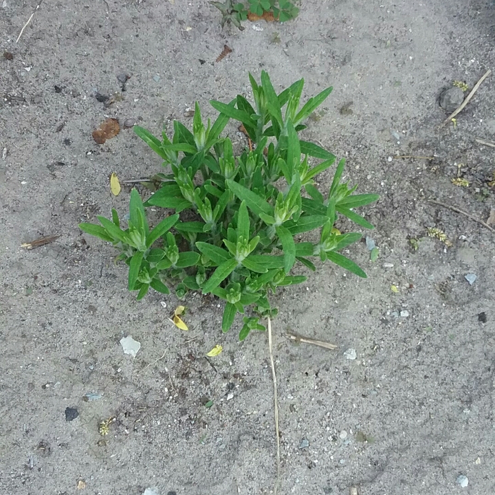 plant image 682449 plant image 682449