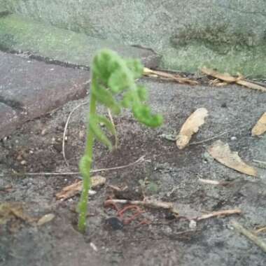 Dryopteris