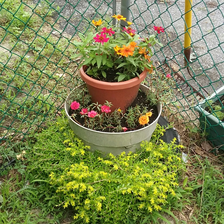 plant image 724432 plant image 724432