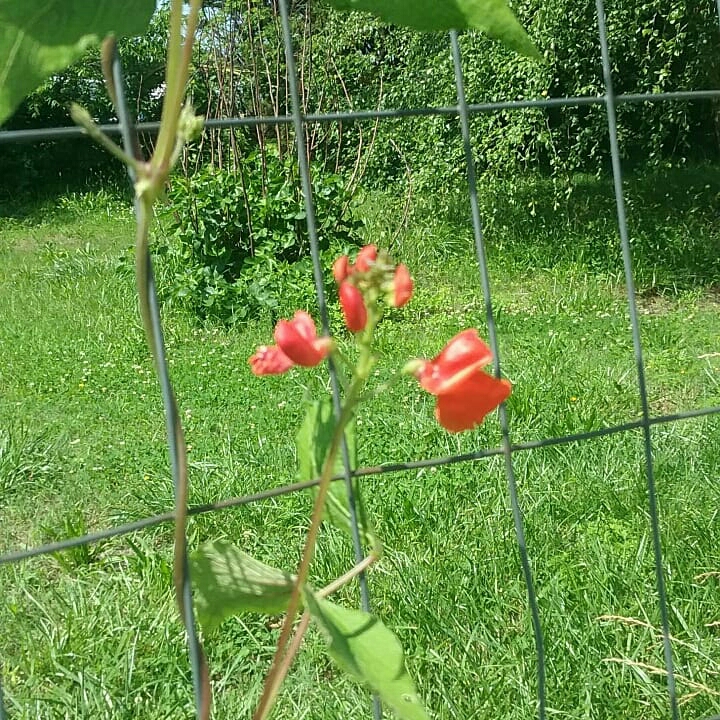 plant image 745459 plant image 745459