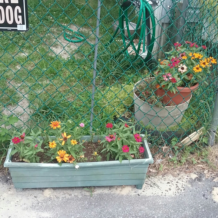 plant image 753765 plant image 753765