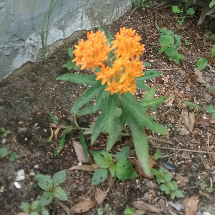 plant image 755933 plant image 755933