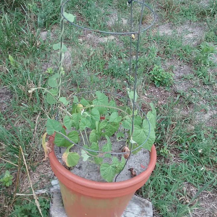 plant image 755939