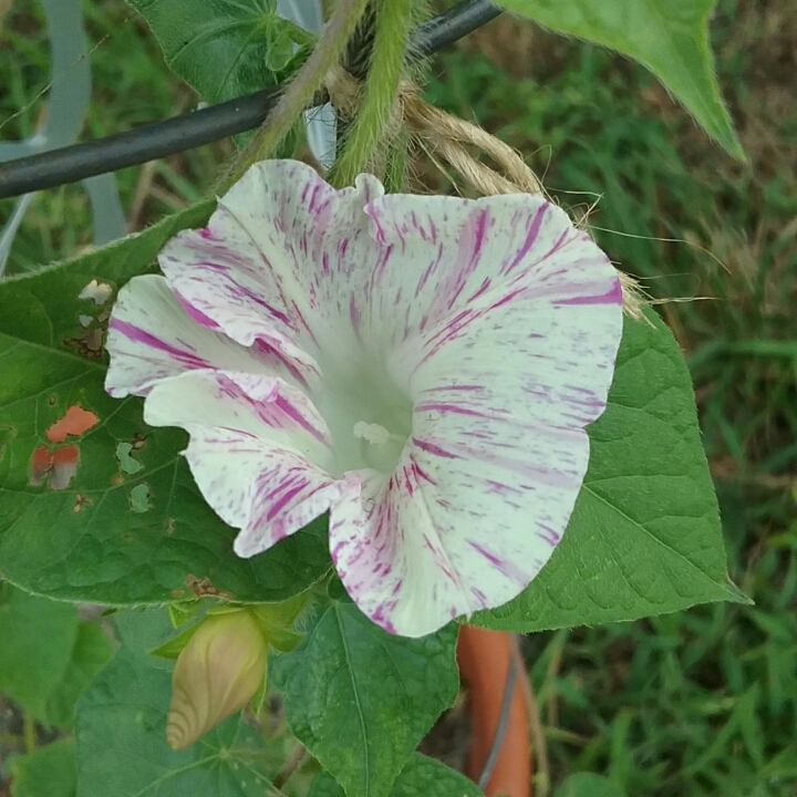 Plant image Ipomoea purpurea 'Carnival de Venezia'