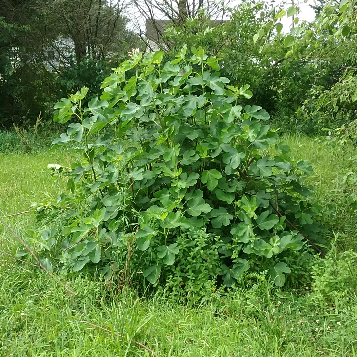 plant image 775644 plant image 775644