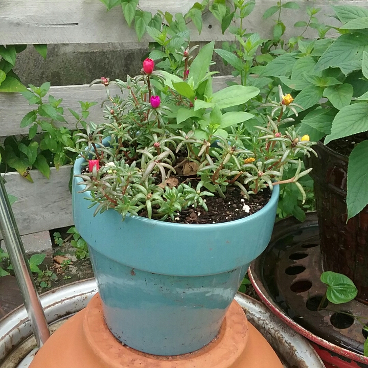 plant image 775652 plant image 775652