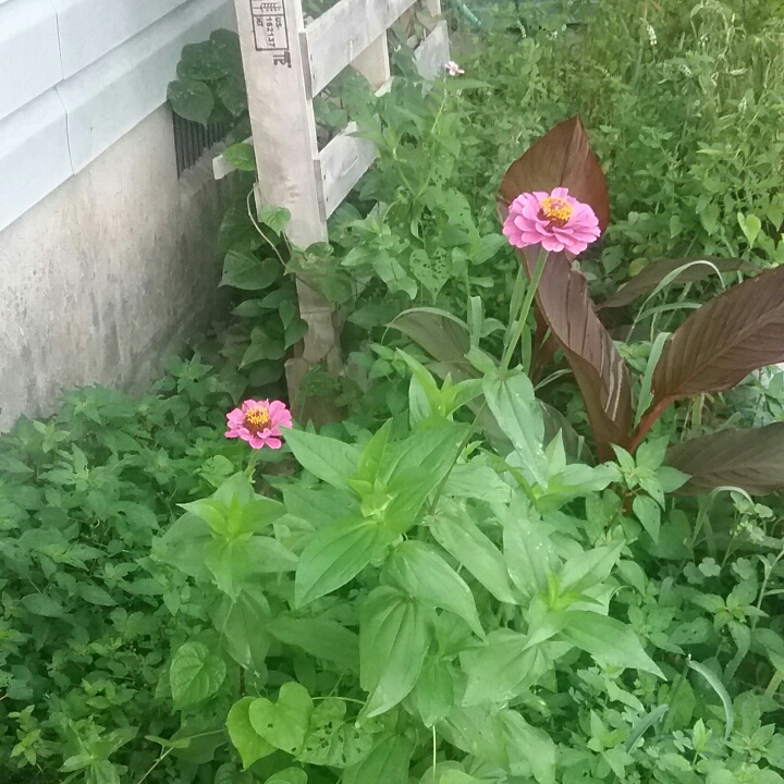 plant image 811111 plant image 811111