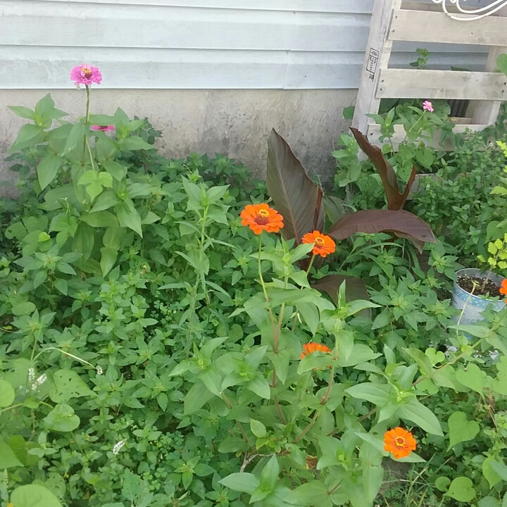 plant image 814235 plant image 814235