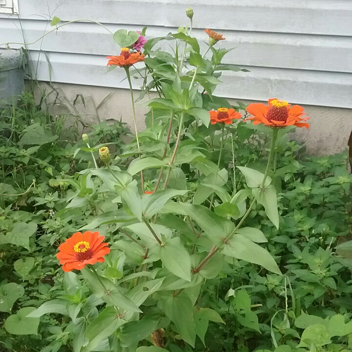 plant image 822227 plant image 822227