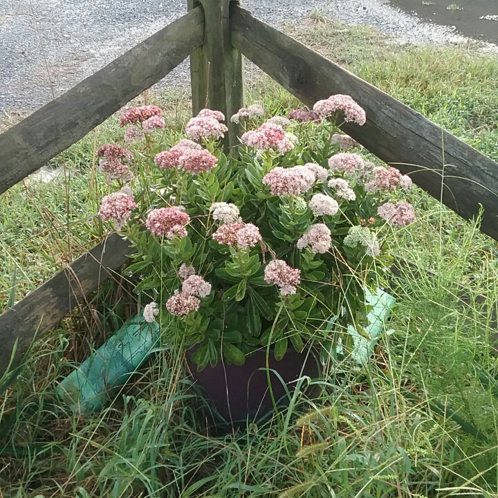 plant image 845911 plant image 845911