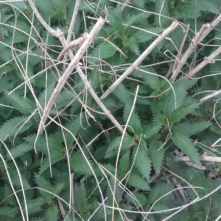 plant image 982347