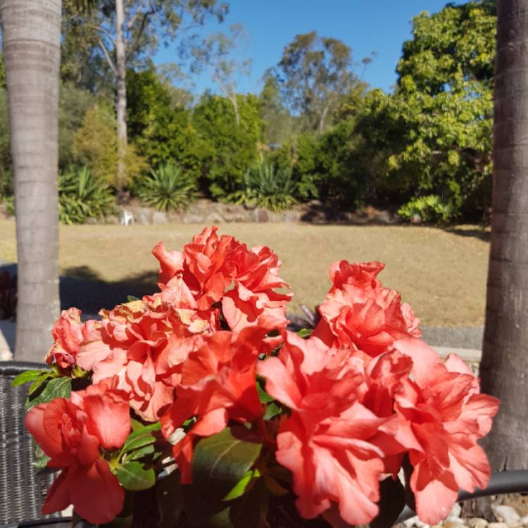 Plant image Rhododendron 'Conlen' (Encore Series) syn. Rhododendron 'Encore Autumn Bravo'