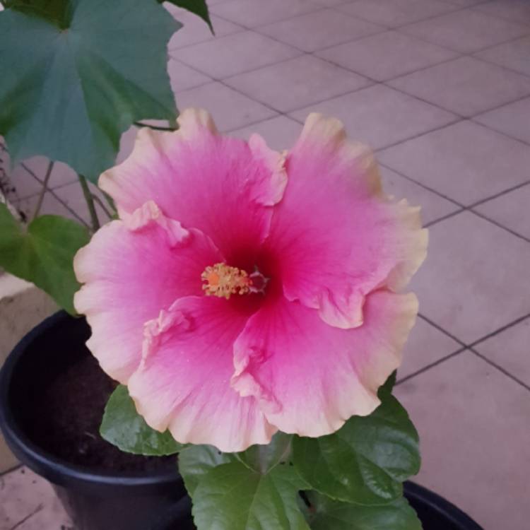 Plant image Hibiscus rosa-sinensis 'Tequila Sunrise'