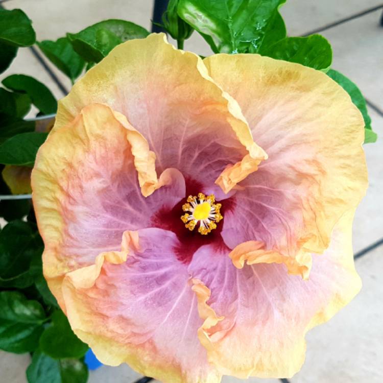 plant image 1102437